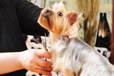 Centro Veterinario Guadaíra parte de una persona motilando un perro