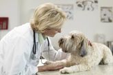 Centro Veterinario Guadaíra parte de una medica veterinaria examinando un perro 2