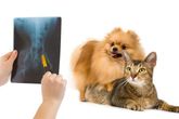 Centro Veterinario Guadaíra radiografía y dos perros