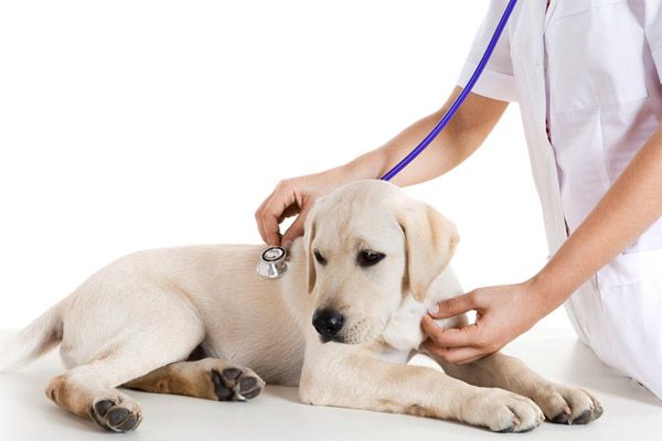 Centro Veterinario Guadaíra parte de una medica veterinaria examinando un perro